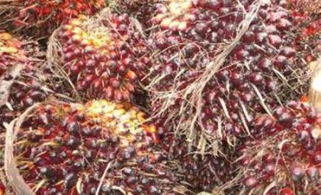 HUILE DE PALME : LE CAMEROUN VEUT PRODUIRE 20 500 TONNES DE PLUS EN 2026