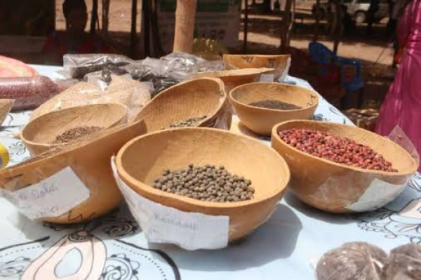 TOGO : NIAMTOUGOU ACCUEILLE LA FOIRE OUEST-AFRICAINE DÉDIÉE AUX SEMENCES PAYSANNES.