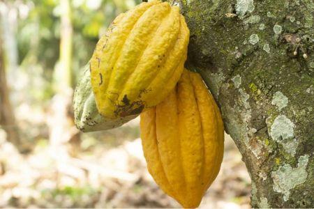 FILIÈRE CACAO : TENSIONS DANS LA FILIÈRE IVOIRIENNE, EXPORTATEURS EN PÉRIL