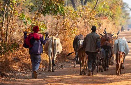 CÔTE D’IVOIRE -ACCELERATION DE LA LUTTE CONTRE LE VOL DE BÉTAIL