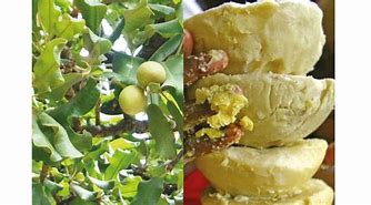 CÔTE D’IVOIRE – LA FILIÈRE KARITÉ AU CŒUR DES JNPCA-K 2026