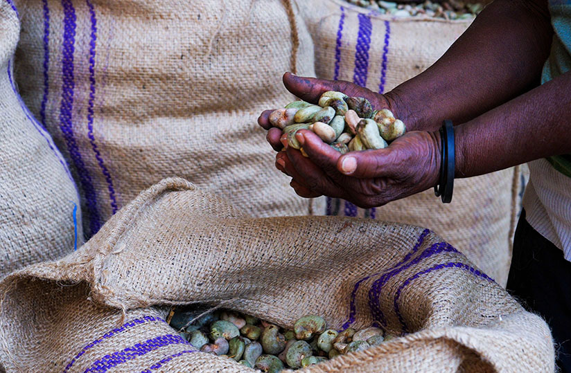 CÔTE D’IVOIRE / FILIÈRE CAJOU : À L’AUBE DES JNPCA, LES PRODUCTEURS D’ANACARDE FIXENT LEURS AMBITIONS POUR 2026