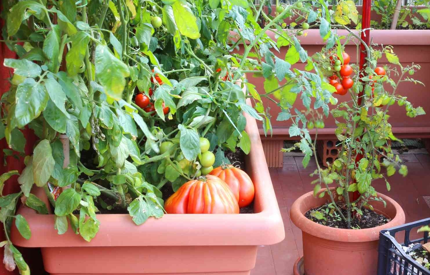 UN JARDIN POTAGER CHEZ SOI : LA SOLUTION IDÉALE POUR MANGER SAIN ET RESPIRER MIEUX