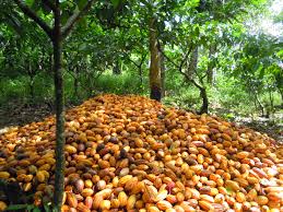 PRIX DU CACAO EN CHUTE : LA MANŒUVRE DU GHANA PEUT-ELLE FRAGILISER LA COTE D’IVOIRE ?