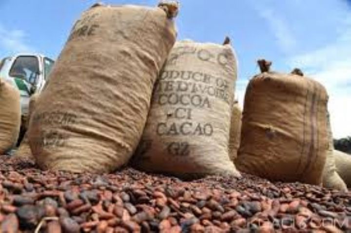 CÔTE D’IVOIRE-FILIÈRE CAFÉ-CACAO : LES COOPÉRATIVES D’ARRAH TIRENT LA SONNETTE D’ALARME SUR L’ENLÈVEMENT DES STOCKS