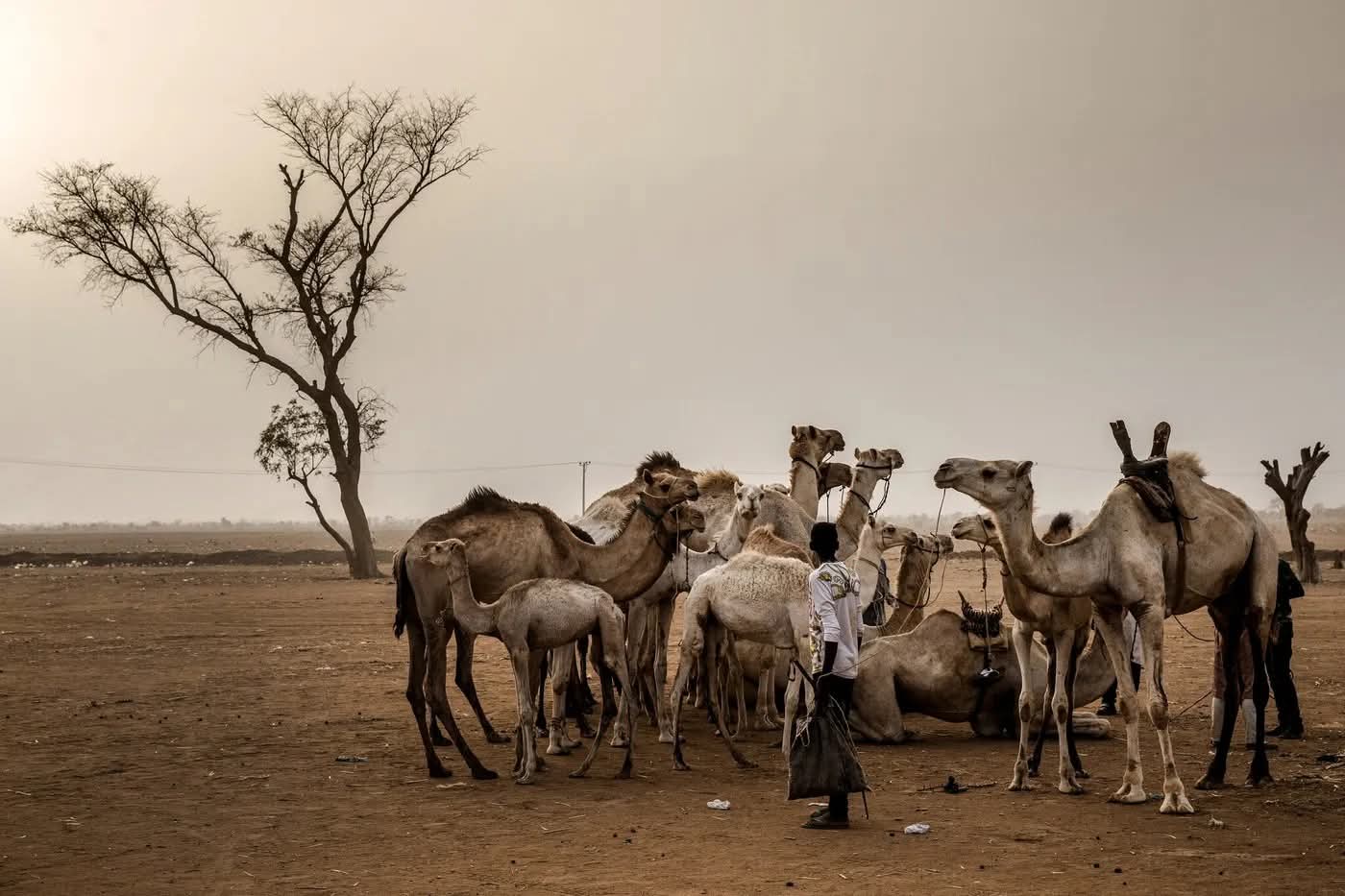 NIGERIA-UNE QUARANTAINE D’ÉLEVEURS PEULS TUÉS DANS UNE ATTAQUE ATTRIBUÉE À DES MILICIENS