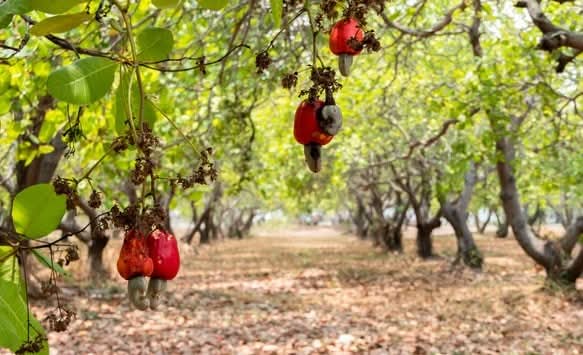 CÔTE D’IVOIRE-FILIÈRE CAJOU : L’ANACARDE, D’ARBRE DE REBOISEMENT À MOTEUR ECONOMIQUE