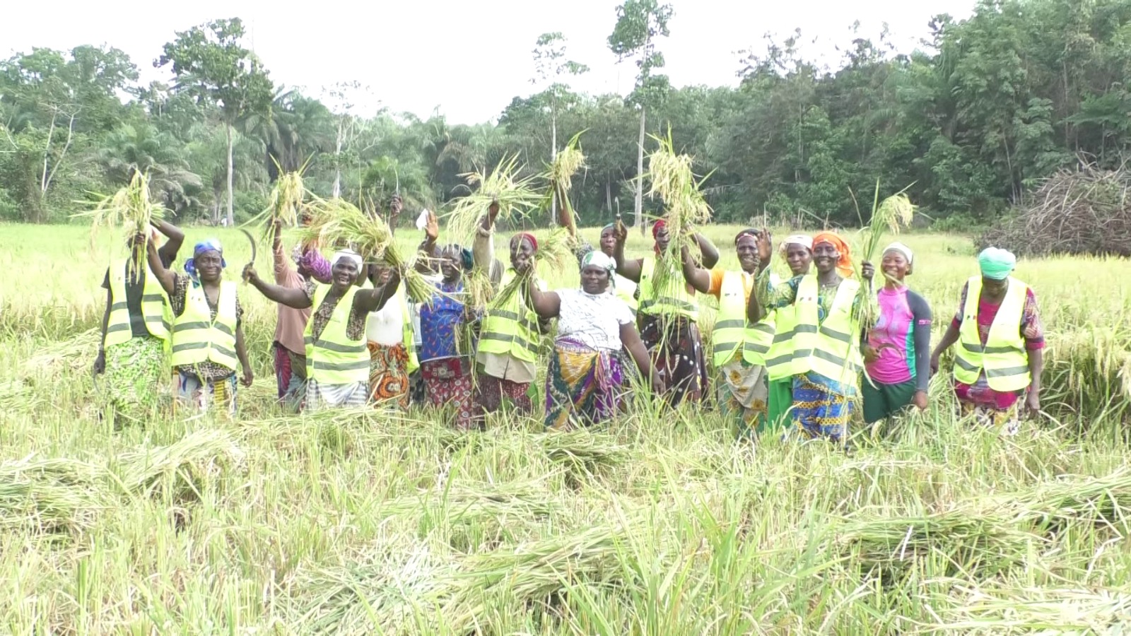 CÔTE D’IVOIRE-FILIÈRE RIZ : DES COOPÉRATIVES RIZICOLES SOUTENUES POUR ACCROITRE LA PRODUCTION LOCALE