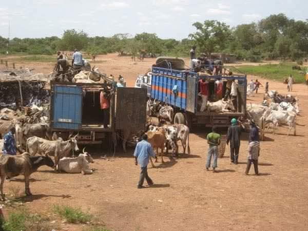 BURKINA FASO : OUAGADOUGOU SUSPEND TEMPORAIREMENT LES EXPORTATIONS DE BETAIL