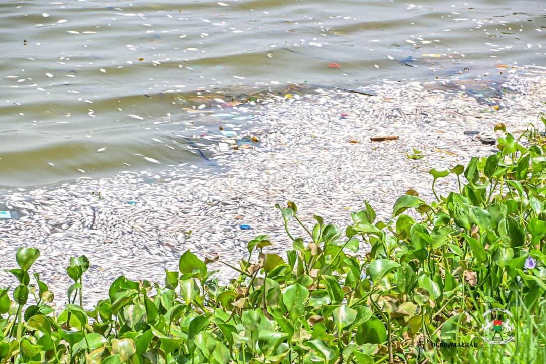 UNE IMPORTANTE MORTALITÉ PISCICOLE SIGNALÉE AU BARRAGE N°3 DE OUAGADOUGOU : LE MAERAH MOBILISÉ