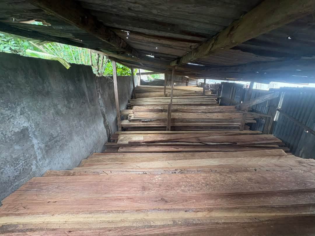 Sciage illégal : plus de 1 000 pièces de bois saisies à Toulepleu et Daloa