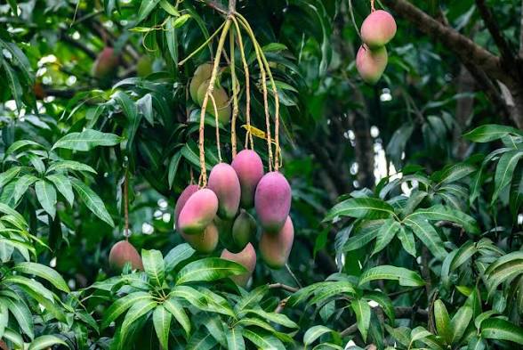 Filière mangue : la Côte d’Ivoire renforce son dispositif pour préserver ses exportations vers l’Europe