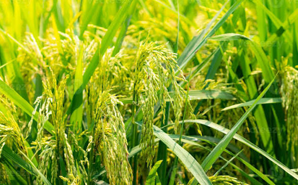 Burkina Faso : huit nouvelles variétés de riz pour renforcer la production nationale