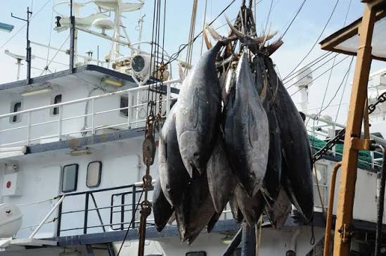 Côte d’Ivoire : l’Union européenne autorisée à pêcher 6 100 tonnes de thon par an dans les eaux ivoiriennes