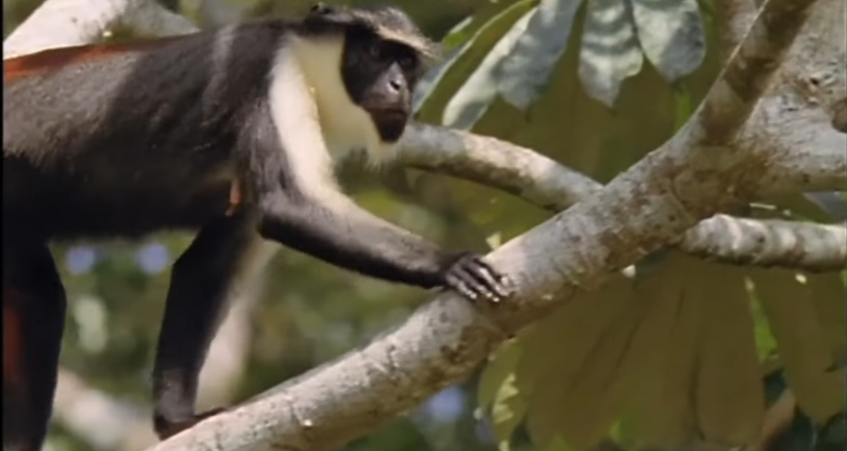 LE CERCOPITHEQUE DIANE , UN PRIMATE À LA FAMILLE DES CERCOPITHECIDAE